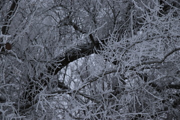 trees in the snow in winter