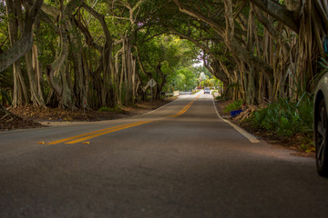 Banyan Tree Road Stuart Florida Martin County