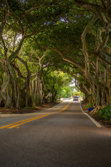 Banyan Tree Road Stuart Florida Martin County