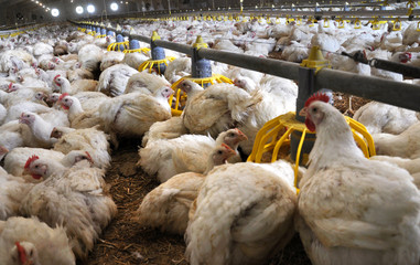 Farm for growing broiler chickens © orestligetka