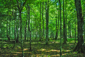 Fototapeta na wymiar Landscape of the Bialowieza Primeval Forest, Poland and Belarus