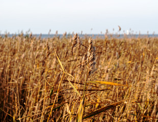 Landscape with reeds on the bay