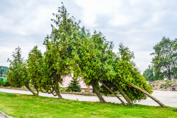 The wind bending some trees in Frombork, Poland