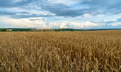 wheat field on blue sky background