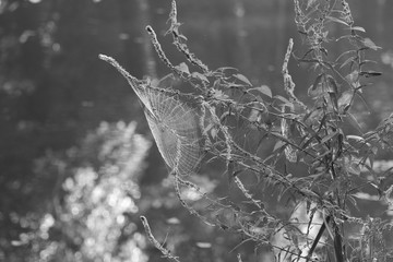 toile d'araign&eacute;e