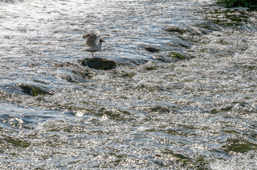 the roll, the river flowing over the rocks with great force
