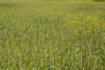 Green wheat field in the spring season, in the background is visible plowed soil is not planted