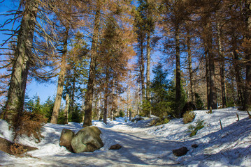 snow covered landscape in forest at Harz Mountains National Park, Germany
