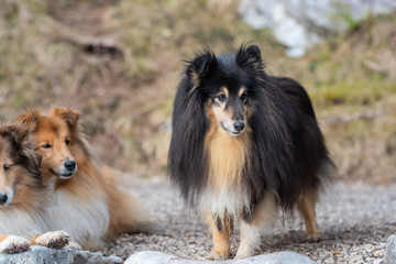 collie