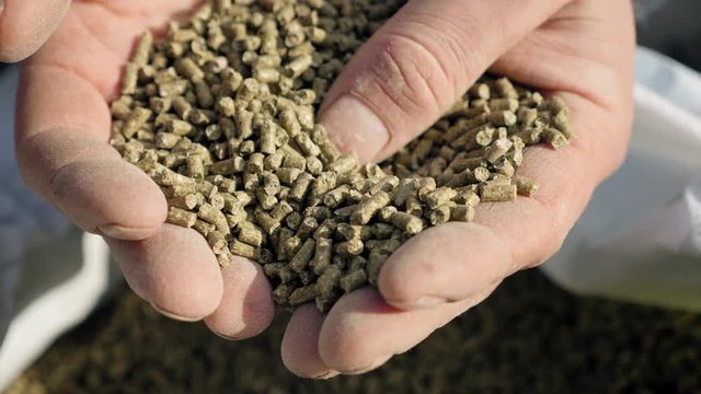 Granulated feed in the hands of a farmer close-up
