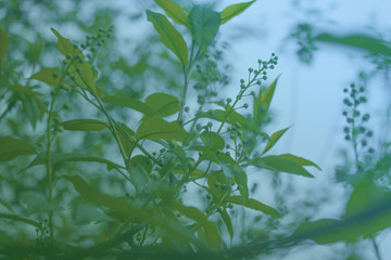 Cold morning of early spring. Bird cherry blossoms, buds undisturbed