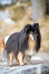Collie