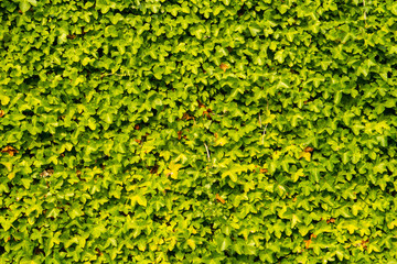 A lush green ivy covered wall