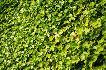 A lush green ivy covered wall
