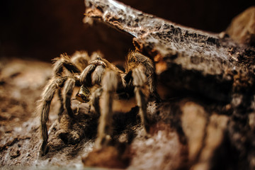 Vogelspinne Grammostola rosea frisst Heuschrecke