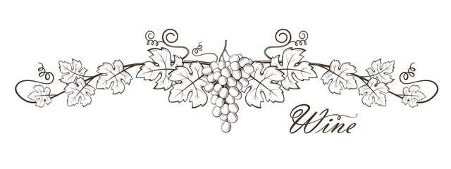 Fototapeta illustration of grape bunches with leaves obraz
