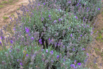 Fototapeta premium Blooming lavender fields in Bulgaria. Purple lavender flowers. Lavender bushes. Blooming lavender. Bee on a flower. Lavender honey and oil.