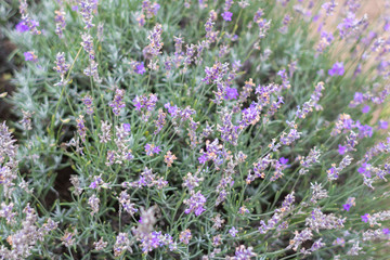 Obraz premium Blooming lavender fields in Bulgaria. Purple lavender flowers. Lavender bushes. Blooming lavender. Bee on a flower. Lavender honey and oil.