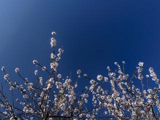 Floración del cerezo en primavera, flores blancas con cielo azul .