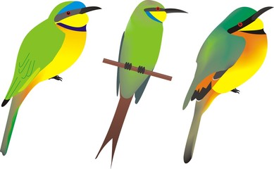 Three African bee eaters