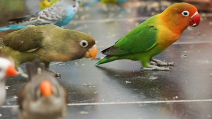 a colorful love bird and among the other