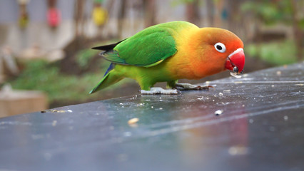 a colorful love bird is eating a seed