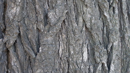 Tree Bark - for texture