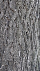 Obraz premium Tree Bark - for texture