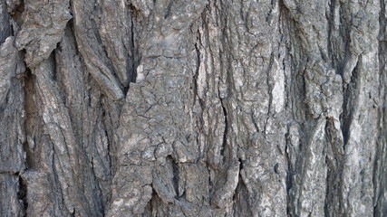 Tree Bark - for texture