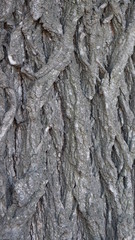 Tree Bark - for texture