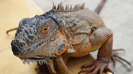 an Iguana is climbing a yellow brick