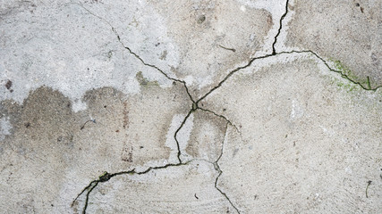 Fototapeta premium a cracked cement floor with green moss