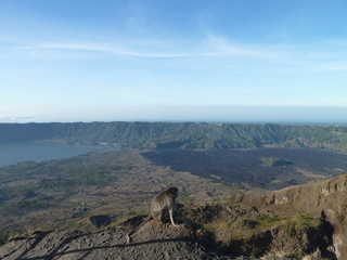 Monkey enjoying the view
