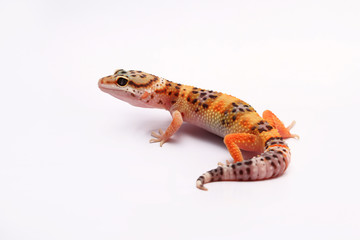 Naklejka premium Leopard Gecko on white background