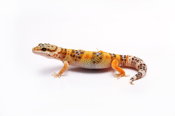 Leopard Gecko on white background