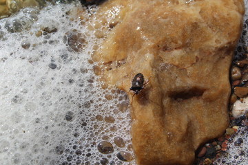 forest bug on a stone in the water