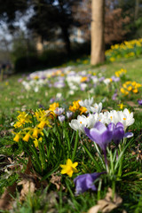 Early Spring flowers in England Britain