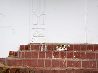 A cat is lying peacefully on the stairs of an abandoned house.