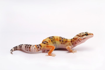 Leopard Gecko on white background