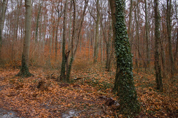 forest fallen leaves orange dark winter