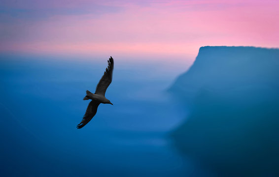 Seagull flies in the sky over the sea. Landscape of sunset at the sea shore.