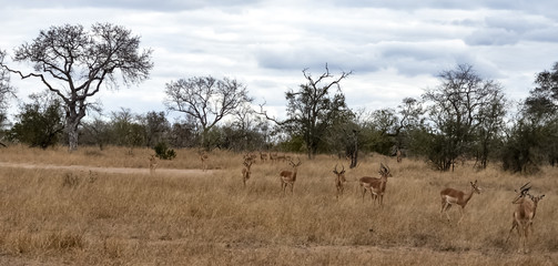 Naklejka na ściany i meble herd of impalas in africa