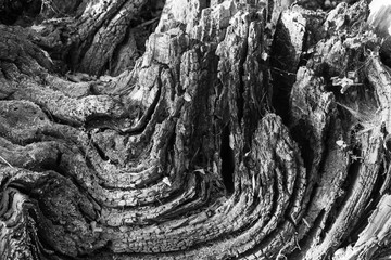 Tree roots in the forest