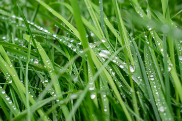 Greenery, plants and natural background concept: blurred fuzzy background with grass and dew drops.