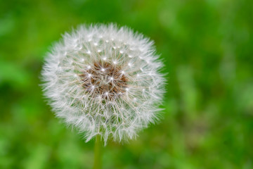 Close-up of ripe dandelion seeds ready to fly.