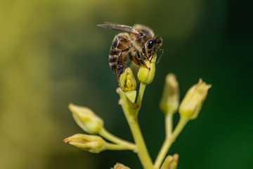 European honey bee (apis mellifera), pollinating avocado flower (persea americana)