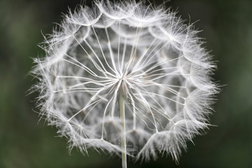 Obraz premium Dundelion Flower