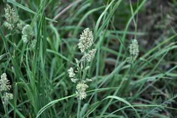 Flowering Dactylis glomerata