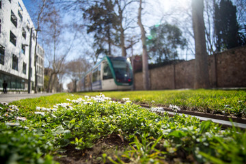 grass