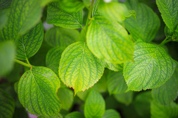 Green Leaf Background